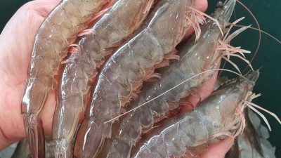 놓치면 후회! 🦐 초특가 생흰다리새우 리얼 후기